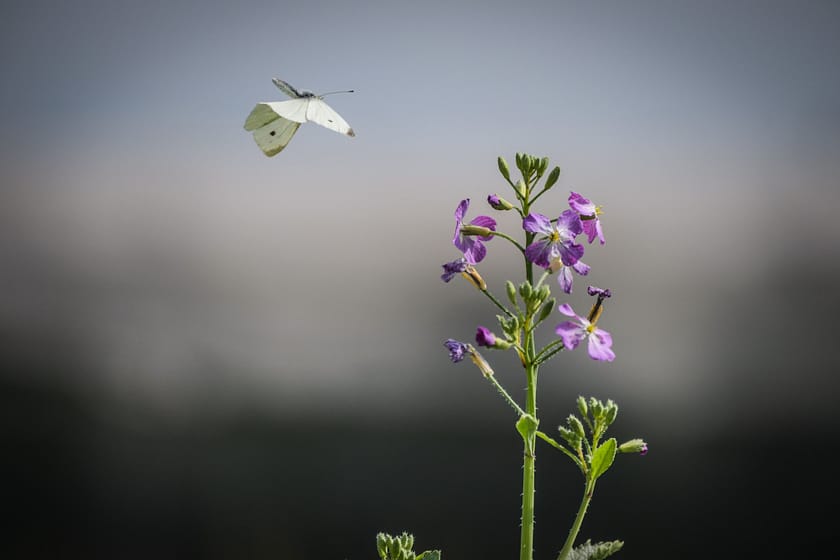 Eindrücke vom Bodensee Radmarathon